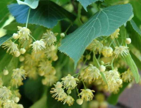 Липа.Саджанці.Широколиста та серцелиста