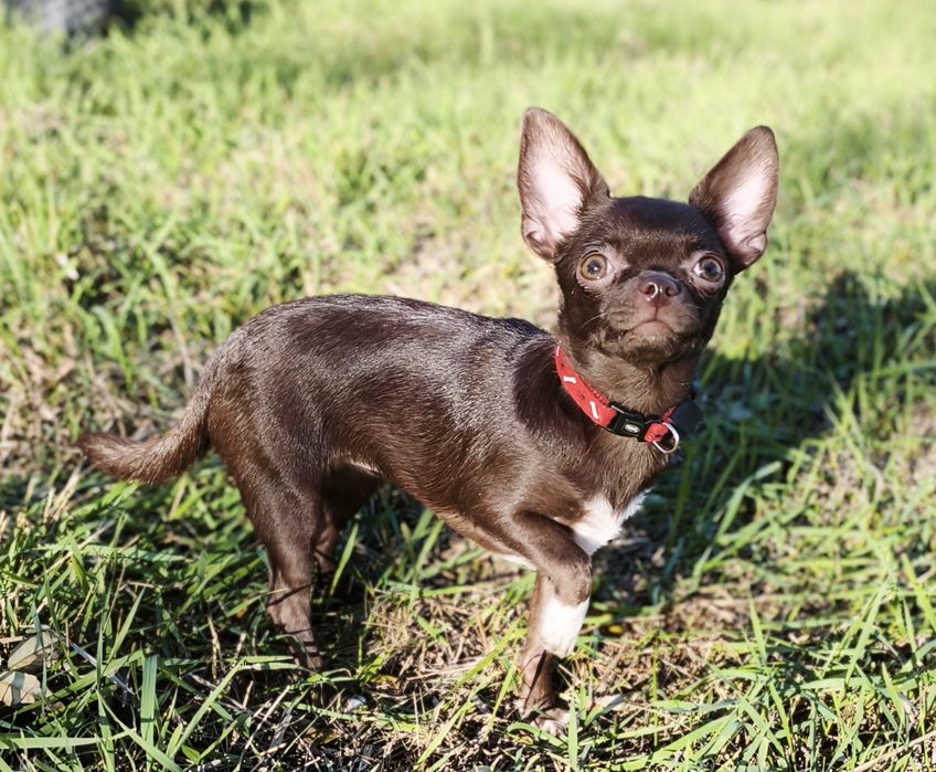 Девочка подрощенная чихуахуа КСУ