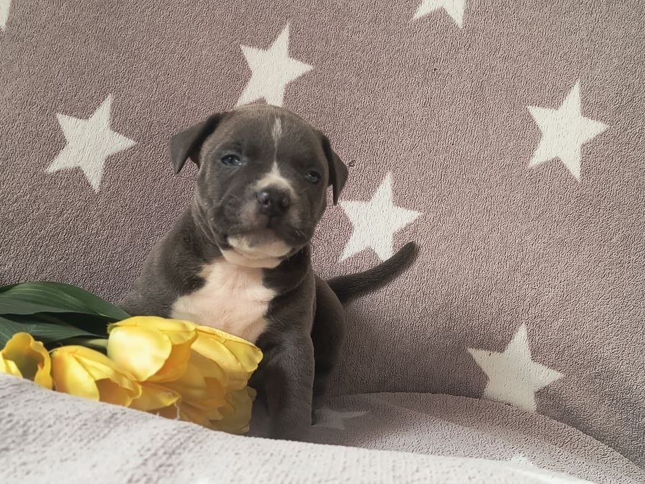 Amerycan Stafford terrier