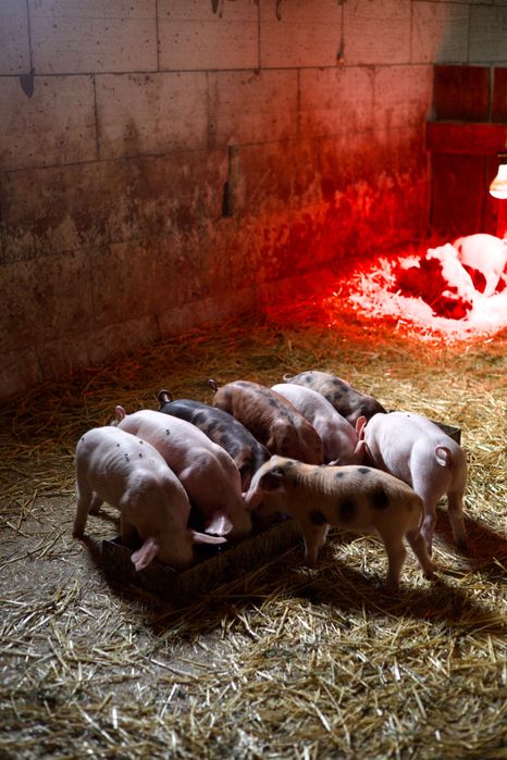 Продам поросят, 12+ кг — 300 грн/кг Валки