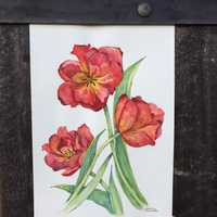 Obraz akwarela Tulipan, botaniczny obraz