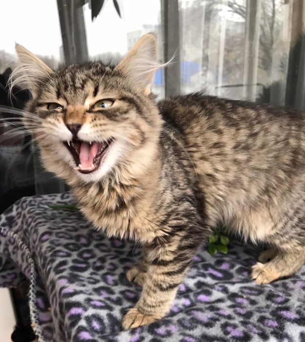 Шикарный пушистый котёнок бесплатно