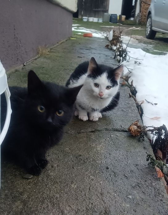 Kociaki szukają nowego domku