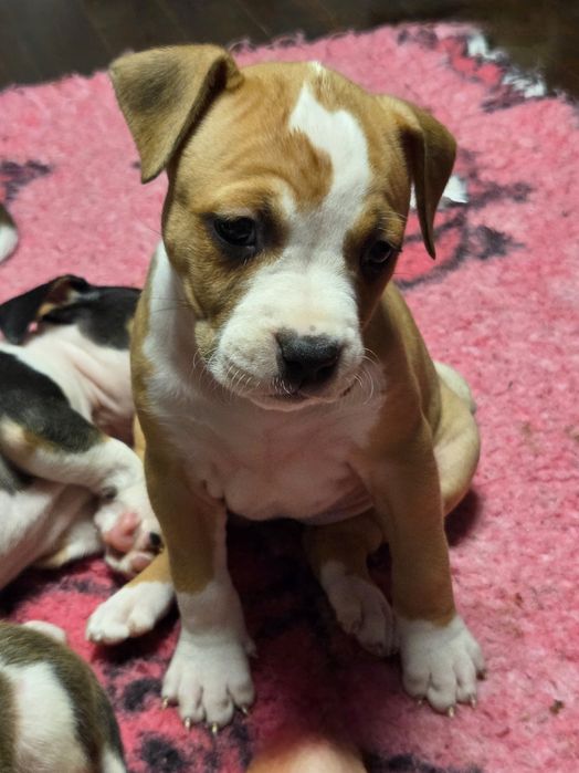 Efektowna Show Quality Suczka American Staffordshire Terrier ZKwP FCI