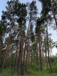 Продаж ділянки 10 соток у СОСНОВОМУ ЛІСІ КМ Нова Ходосівка, Ходосівка