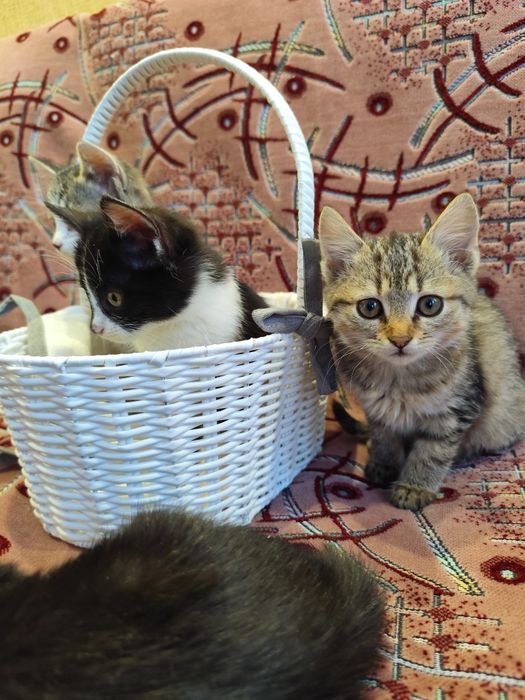 Кошенята шукають дім, котята, кіт, киця