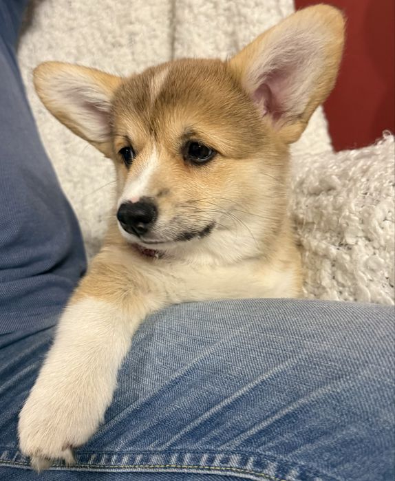 Sprzedam Corgi Pembroke FCi ZKwP