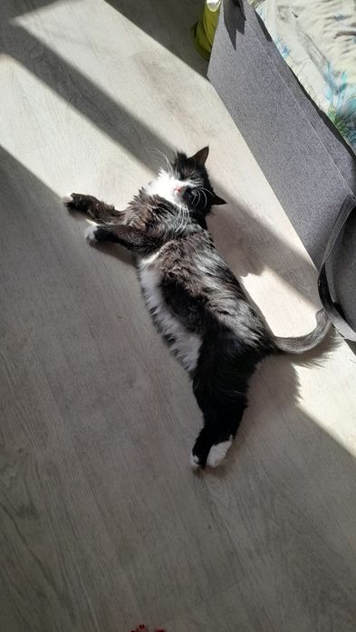 Отдам котиков в хорошие руки