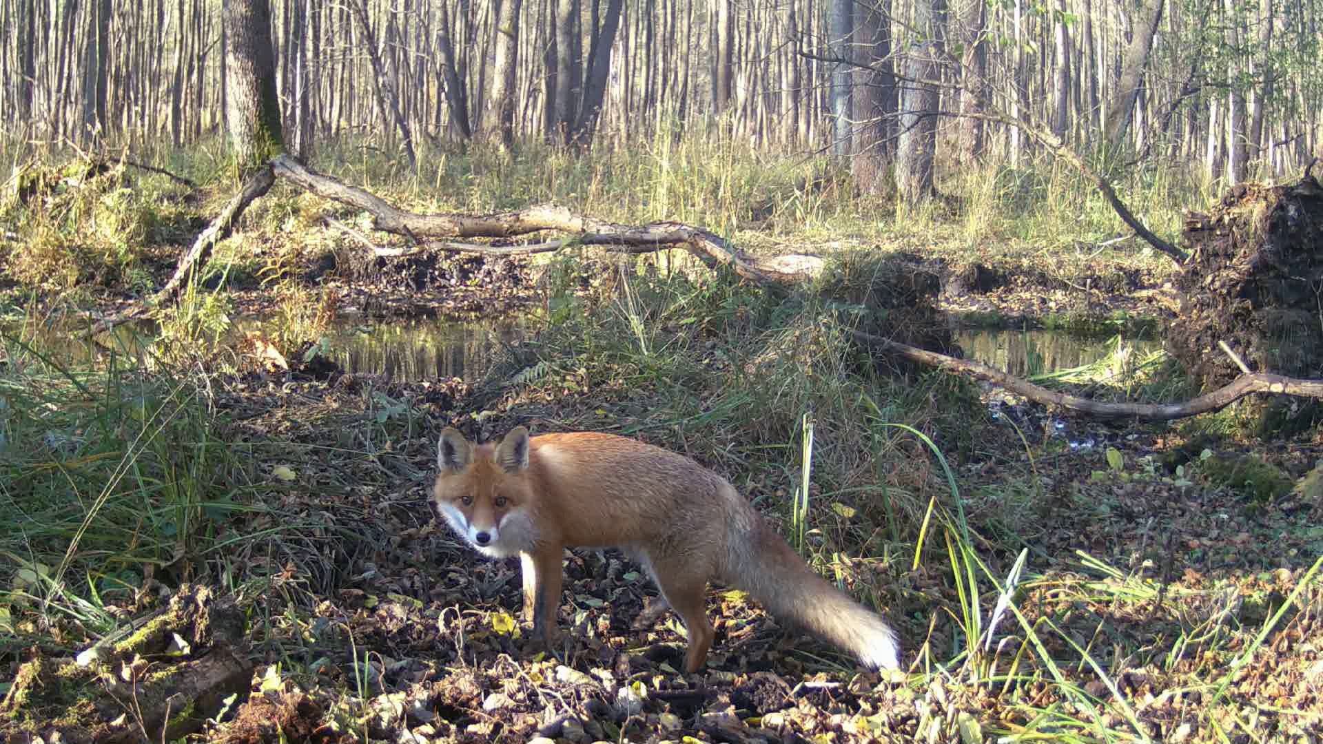 Fotopułapka-kamera leśna