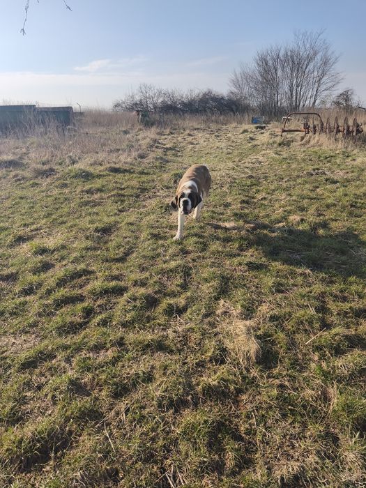 Bernardyn suczka krótkowłosa Florida CENA TYLKO NA WEEKNED