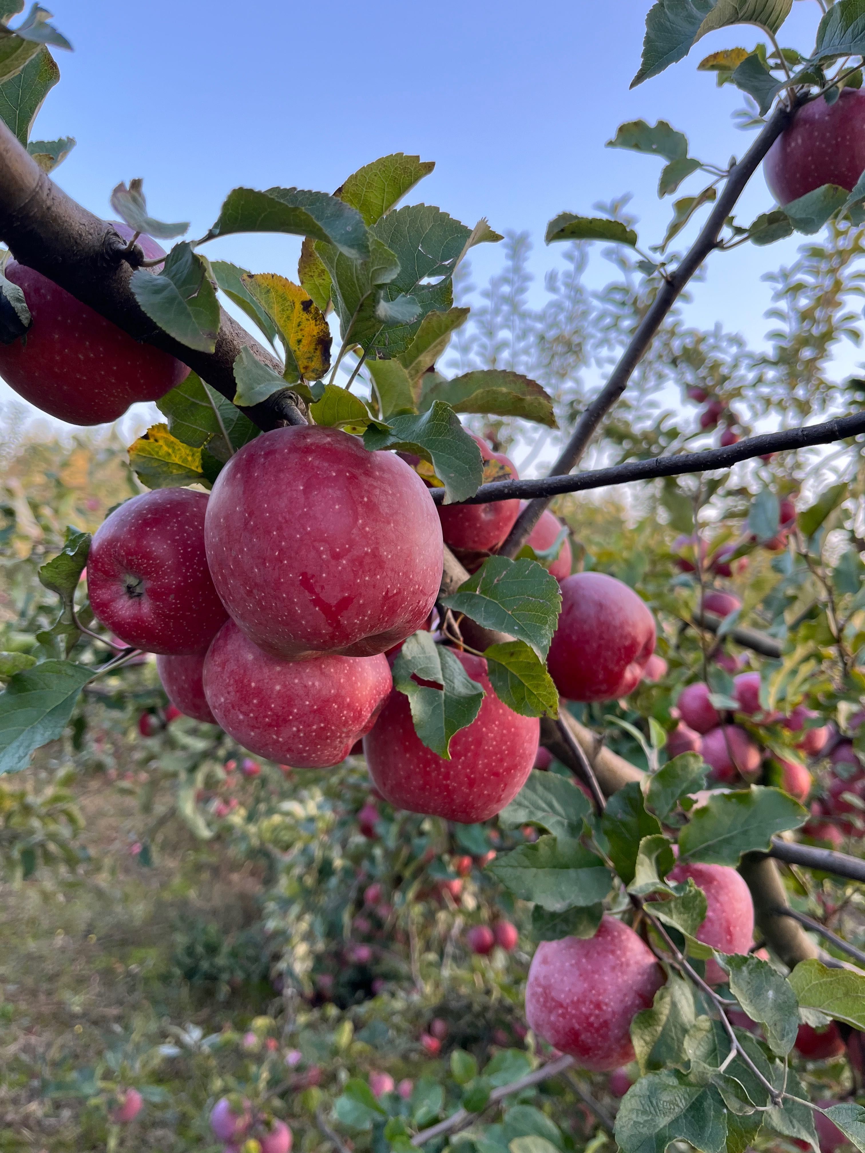 Продам сік Яблучний з яблук з власного саду