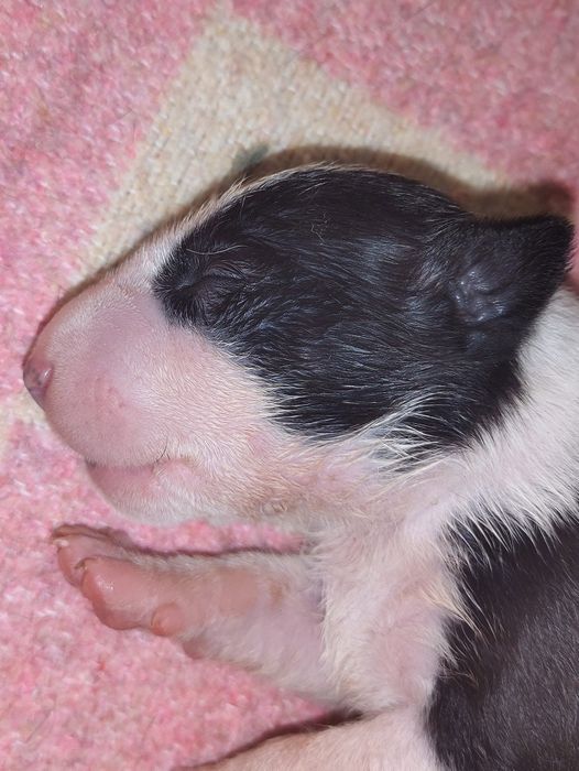 Bull Terrier Disponível