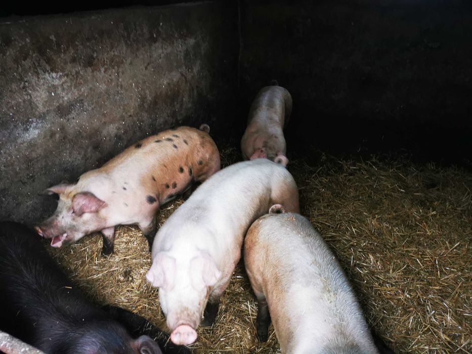 Tuczniki z domowego chowu