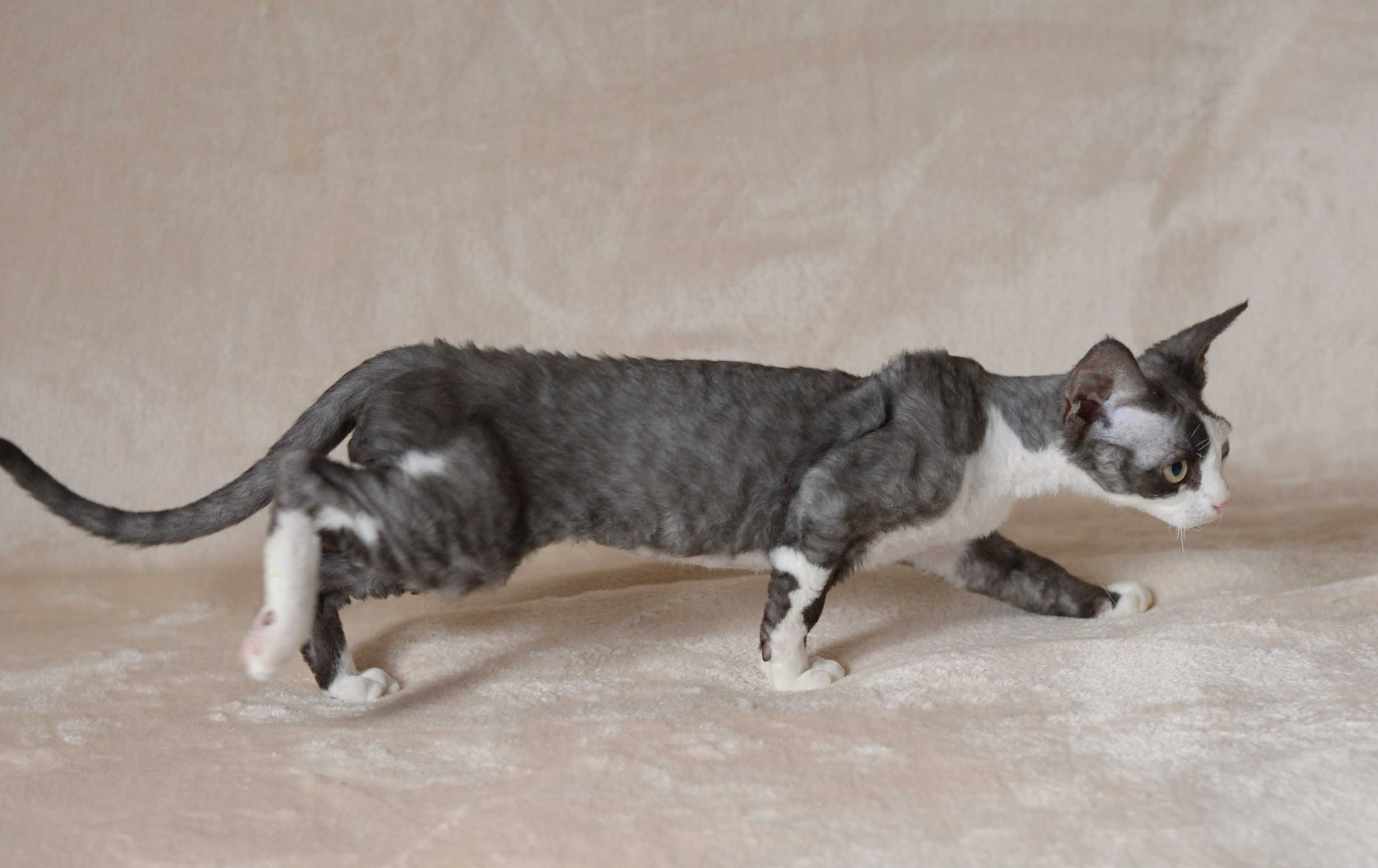 Chłopiec Devon Rex czarny z bielą
