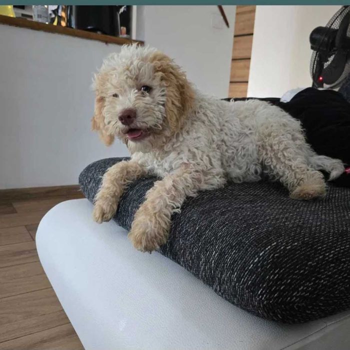 Lagotto romagnolo