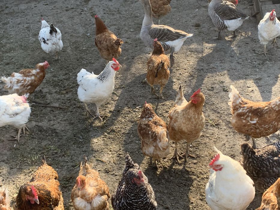 Продам курей гусей уток шипунов