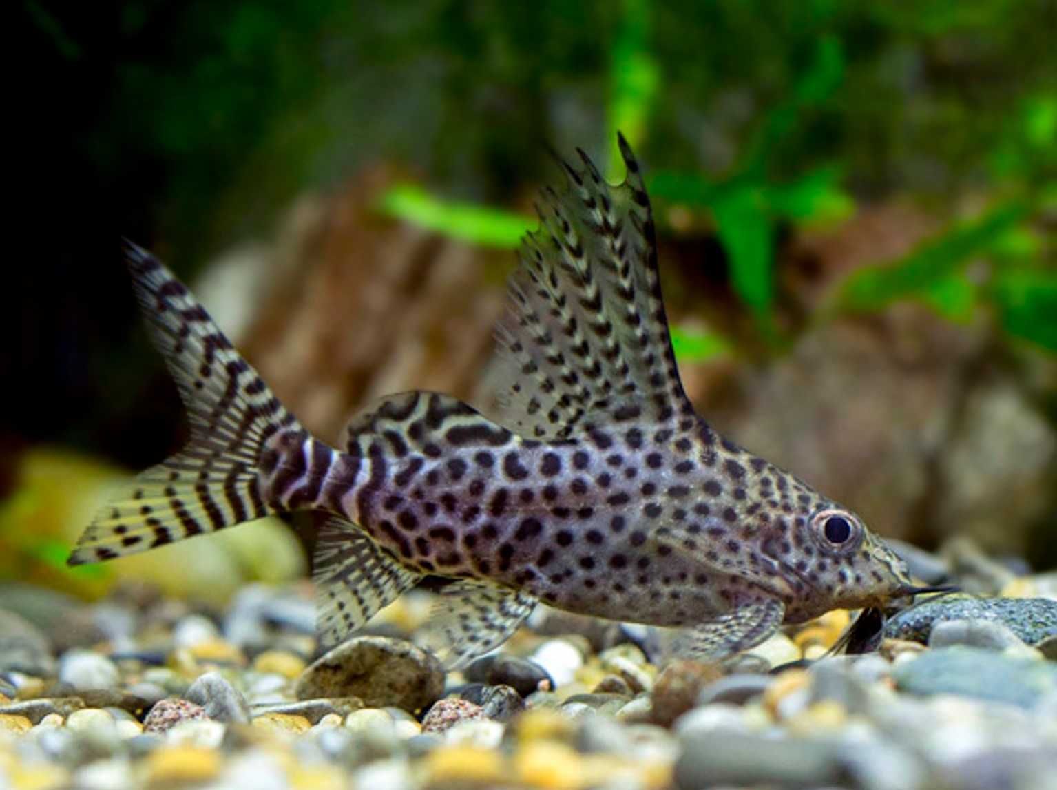 Giętkoząb wielkopłetwy - Synodontis euptera - Sumik - Sum - wysyłka
