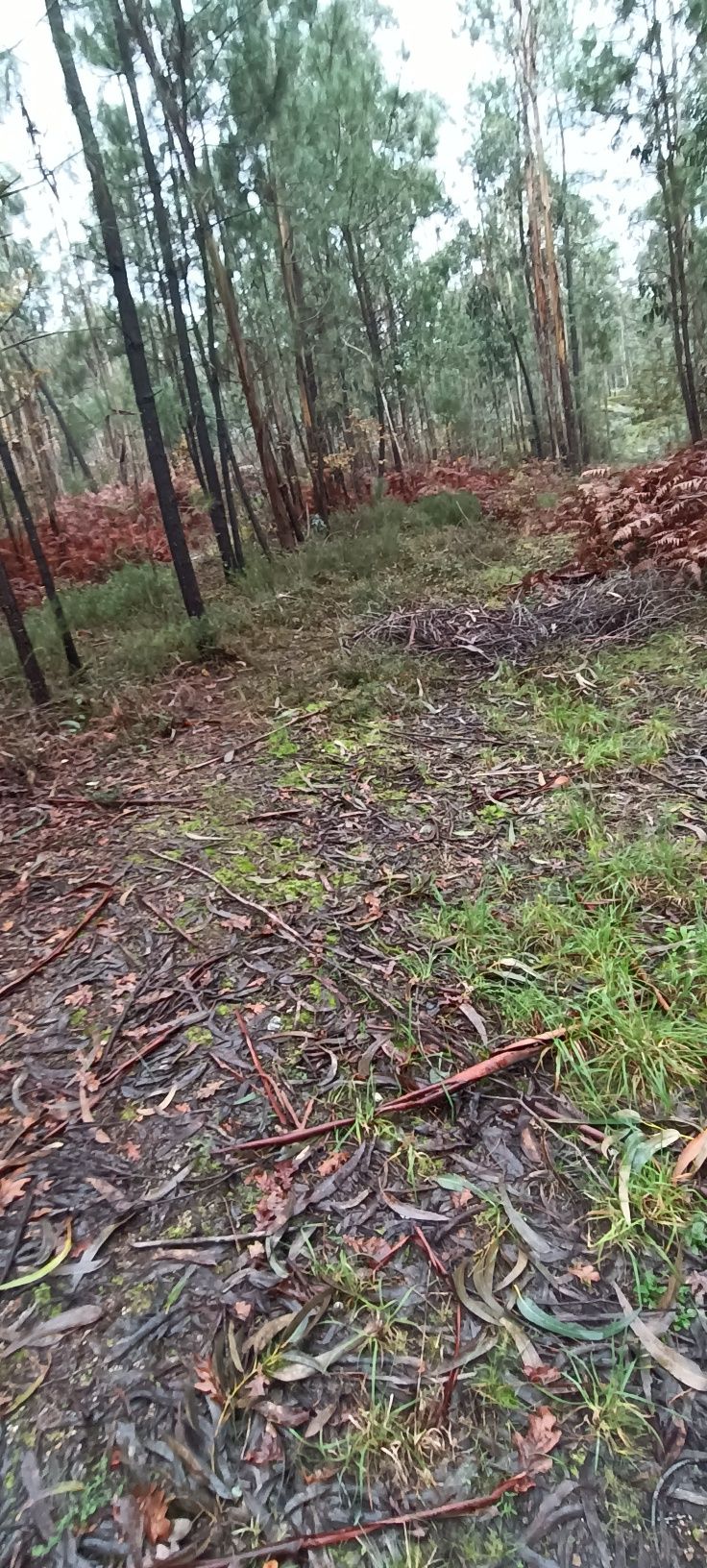 Lavagem de muros e outros serviços