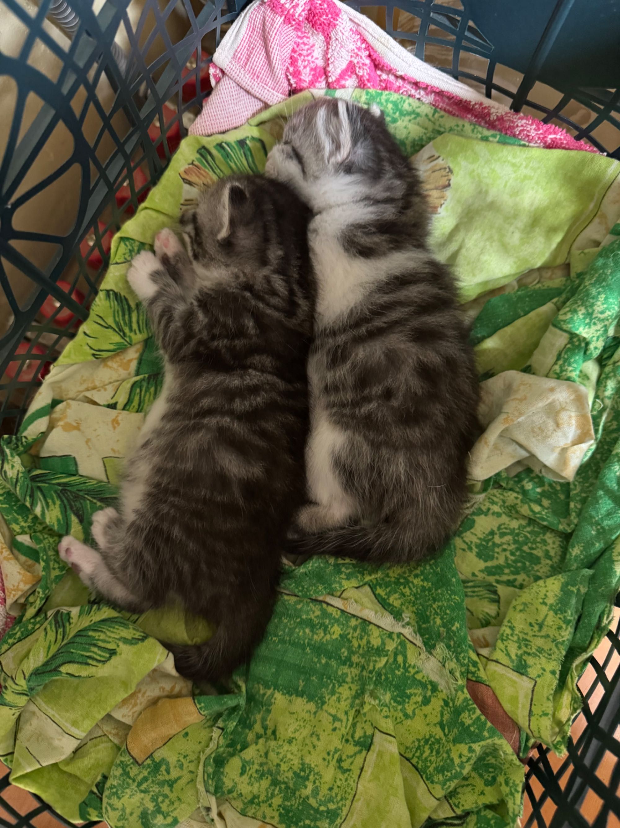 Чий котик? Знайдено р-н Жучка