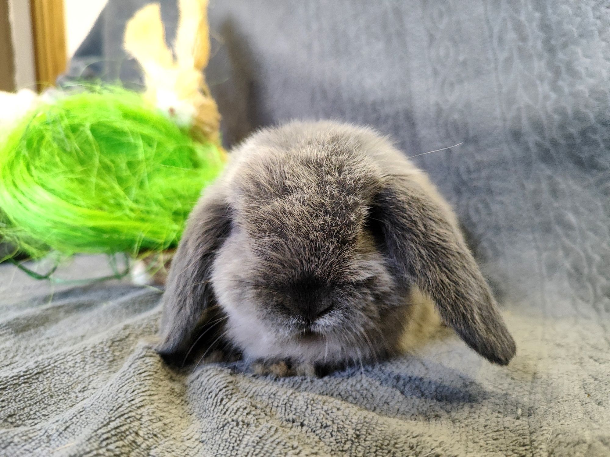 Mini lop rasowy metryka legalna hodowla królik miniaturka baranek