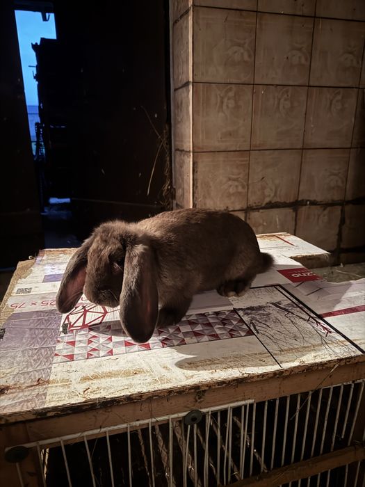 Sprzedam Samca Barana Francuskiego