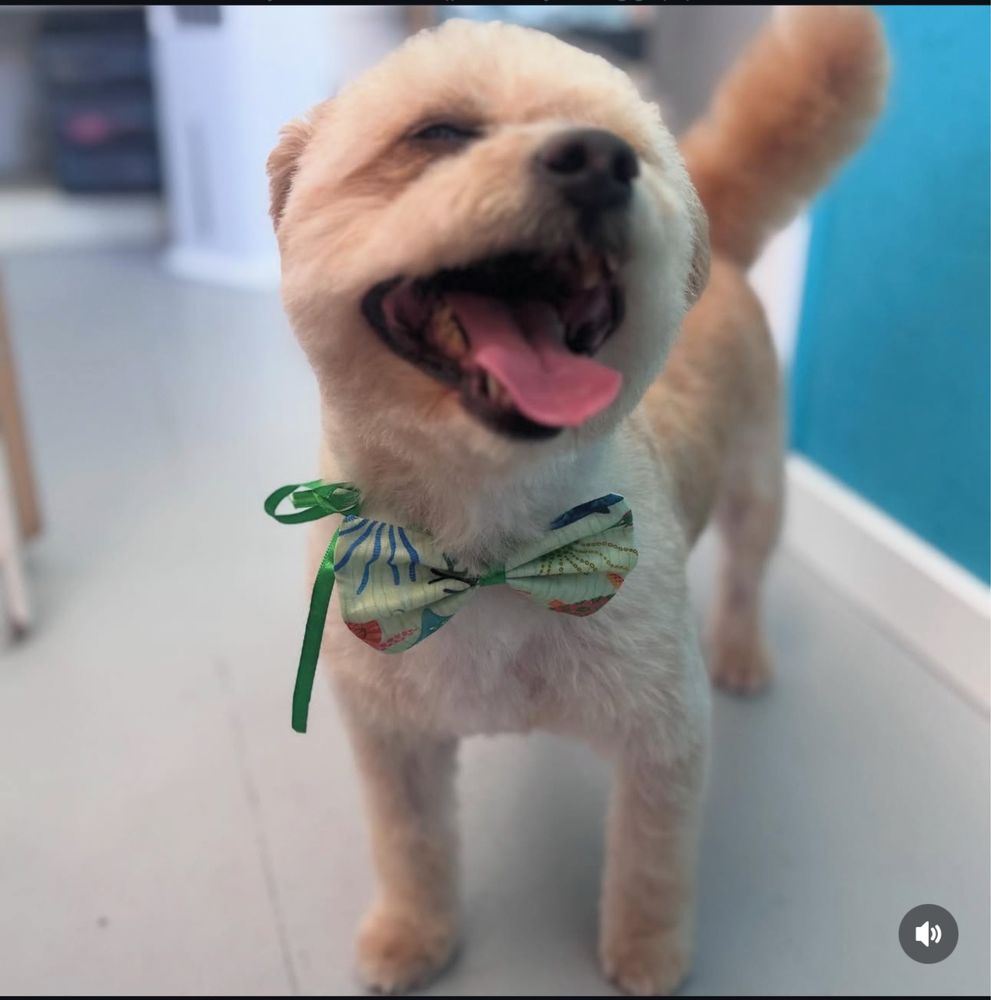 MyDog Petgrooming
