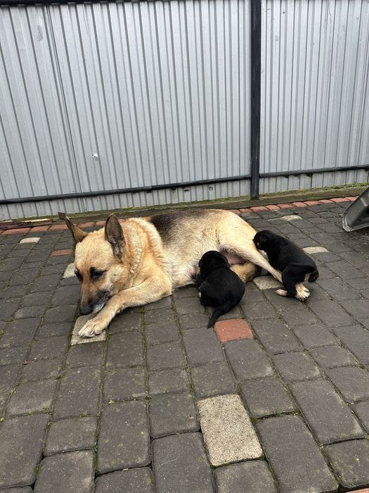 Німецькі вівчарки супер цуценята,вірні охоронці.