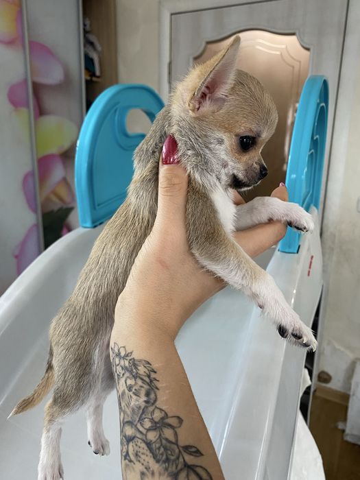 Хлопчик чіхуахуа