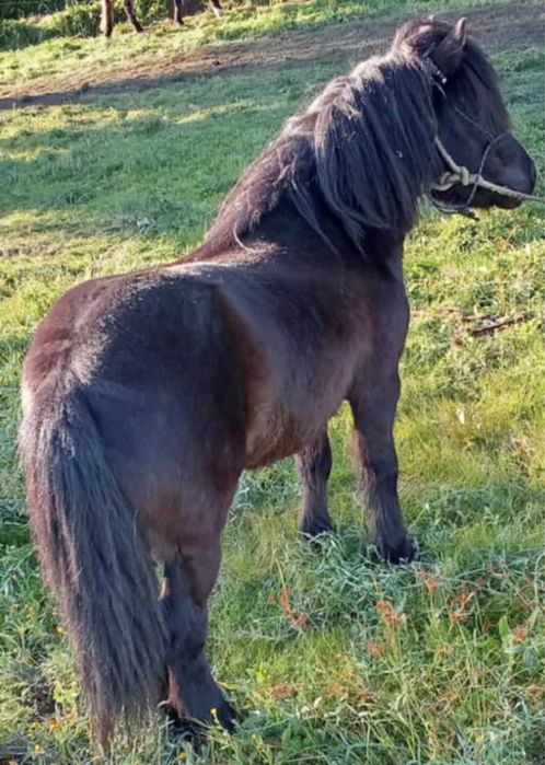 Ponei Montado e Engatado