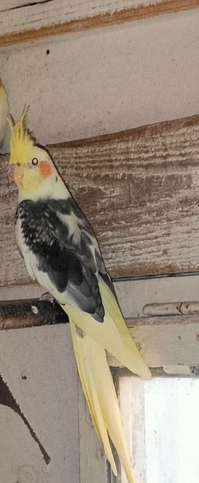 Papugi Nimfy Sprzedam