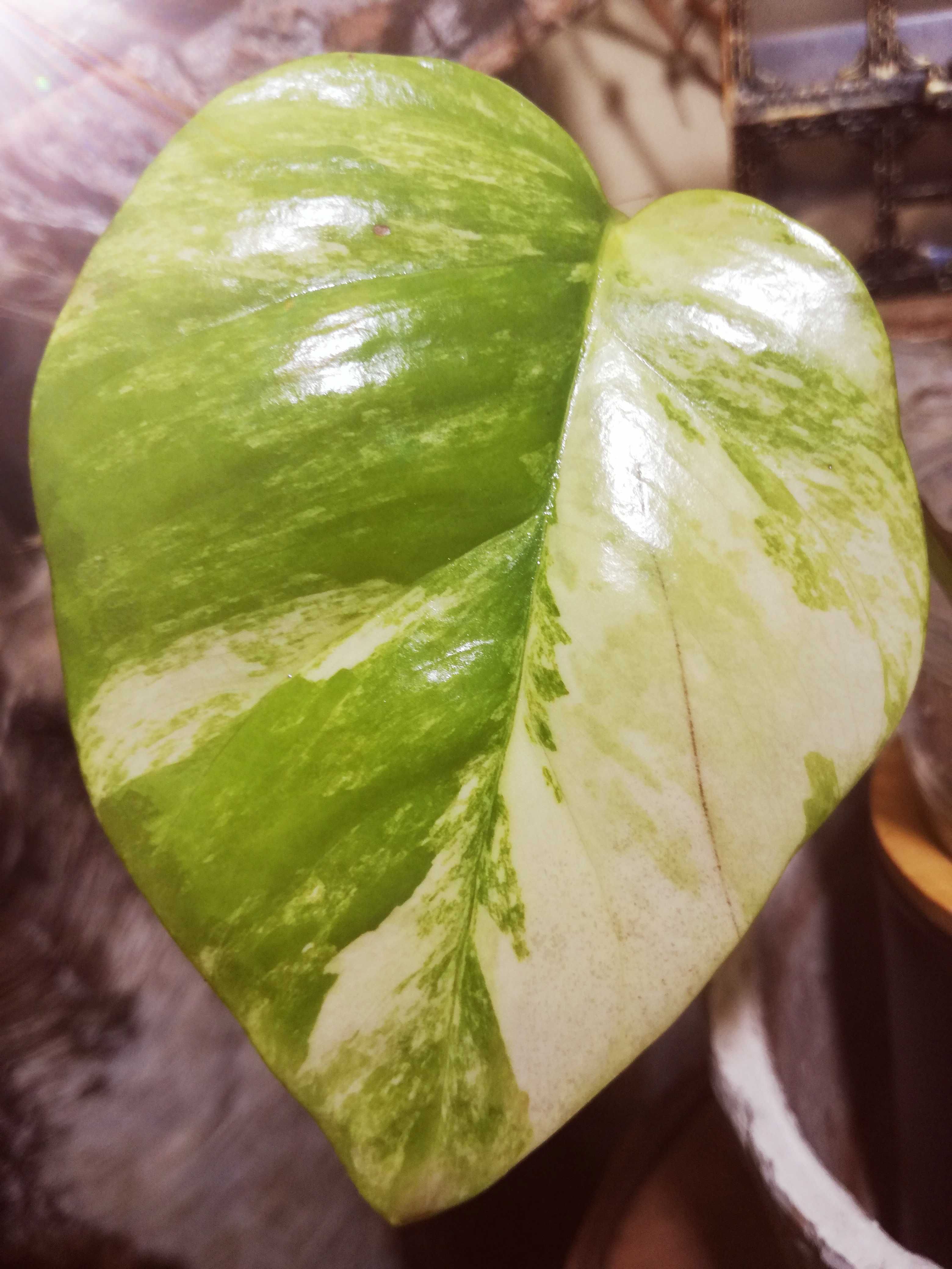 Monstera Minima Yellow Marylin Variegata Raphidophora Tetrasperma phil