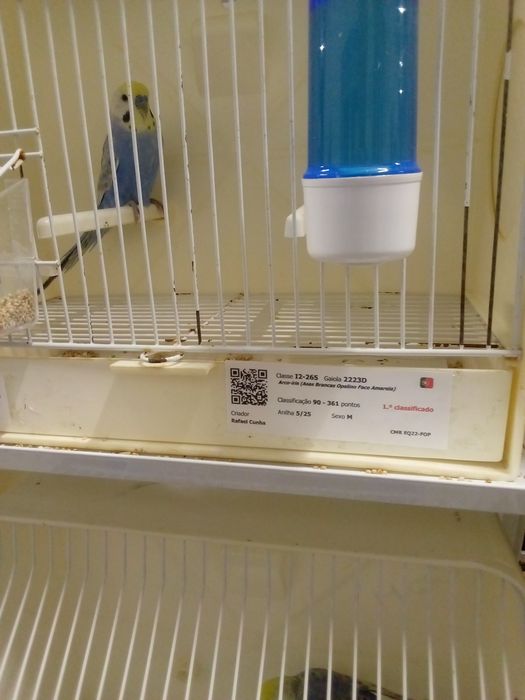 Periquitos arco-iris