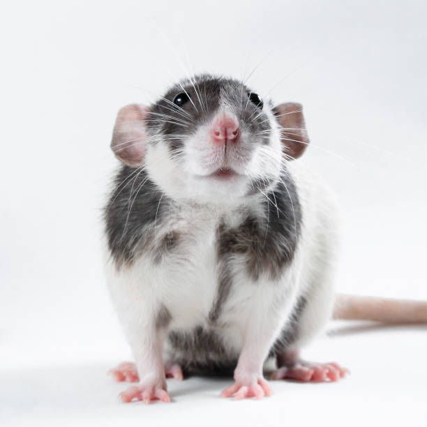 Szczurki szczur Dumbo młode