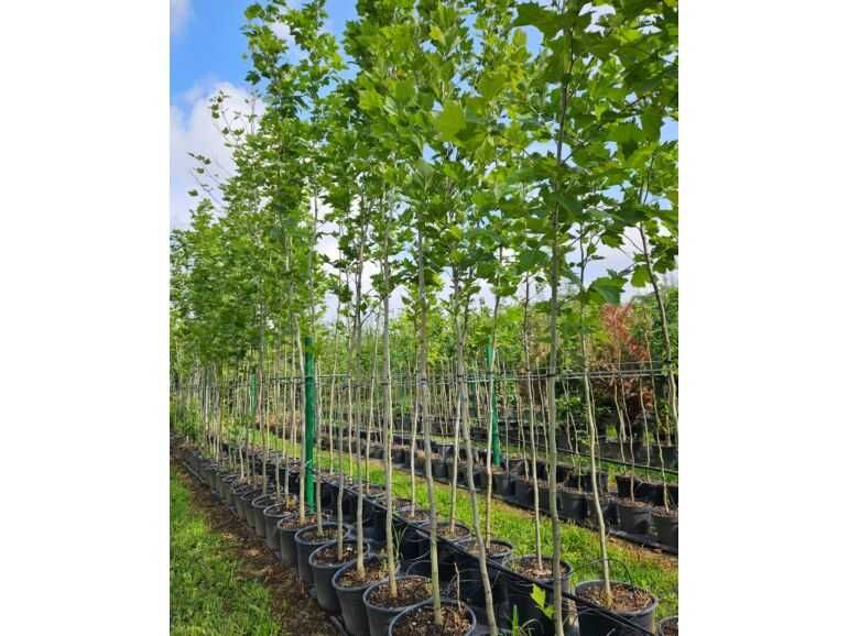 KLON POLNY 8-10 klon polny