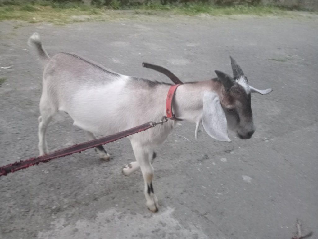 Sprzedam   młodego capka