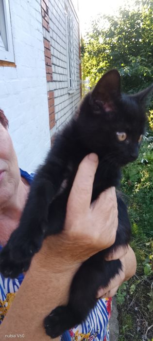 Кошеня, хлопчик, 2 місяці