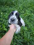 Cocker spaniel angielski samiec blue roan