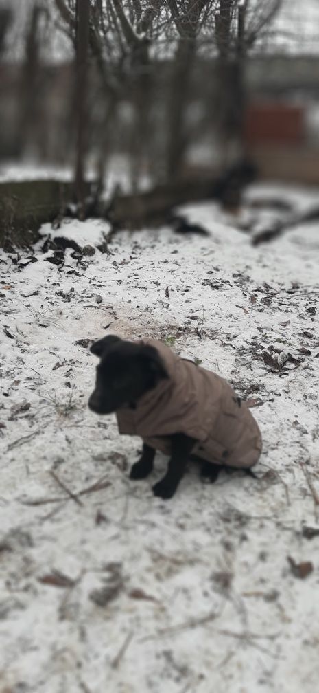 Цуценятка в гарні руки!