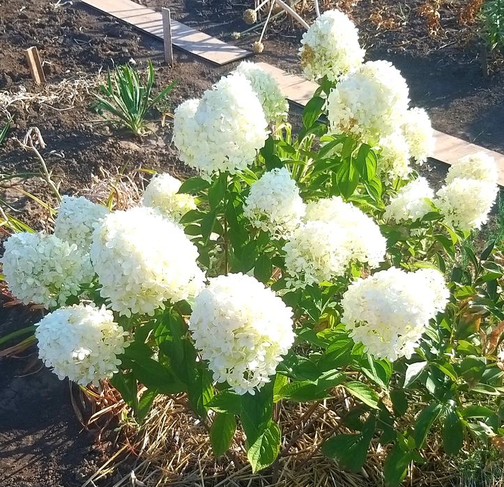 Гортензія волотиста (метельчатая), 6 сортів