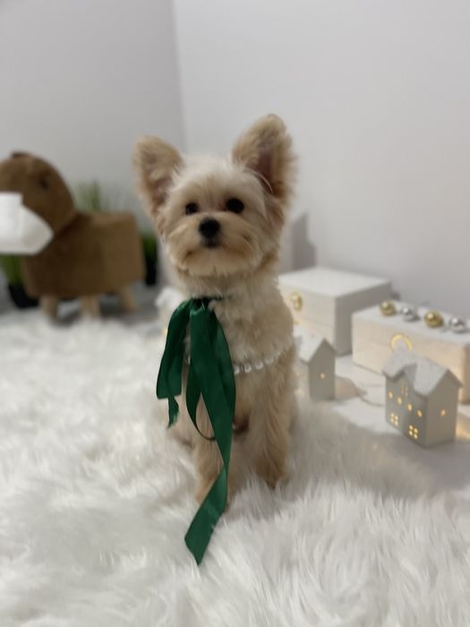 Міні-принцеси Помапу чекають на свої сімї