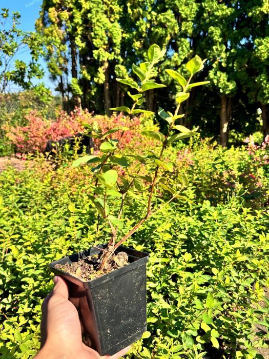 Jagoda kamczacka 'Karina' Plenna duże owoce (Lonicera caerulea)