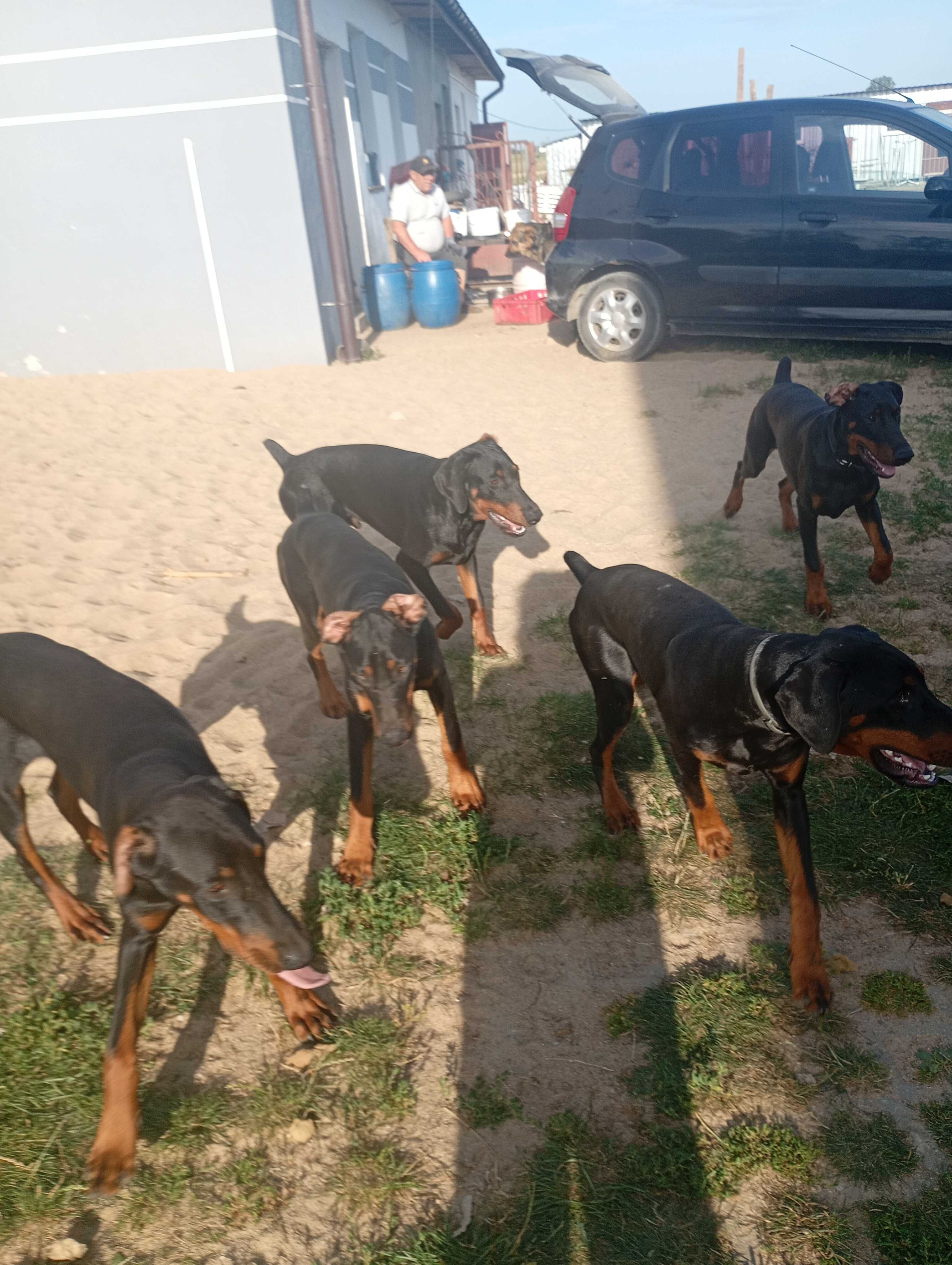 Dobermany do oddania