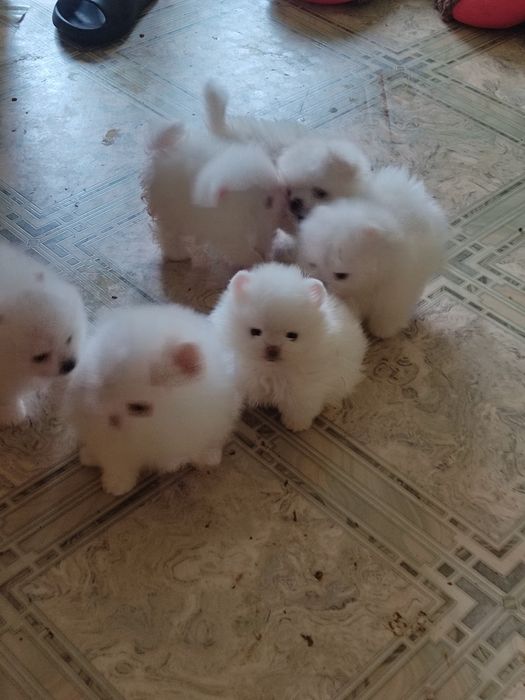 Шпицы Померанчики