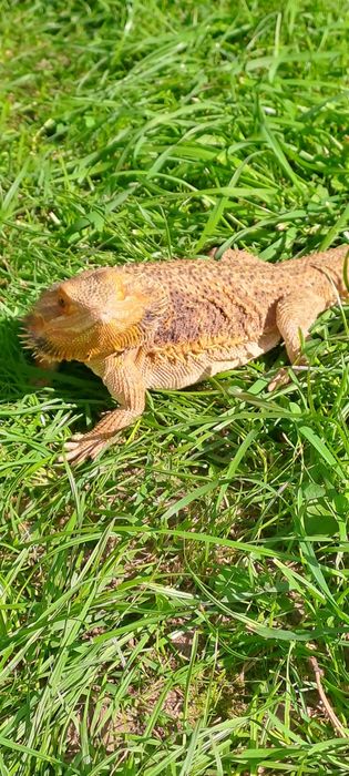 Домашній дракон агама