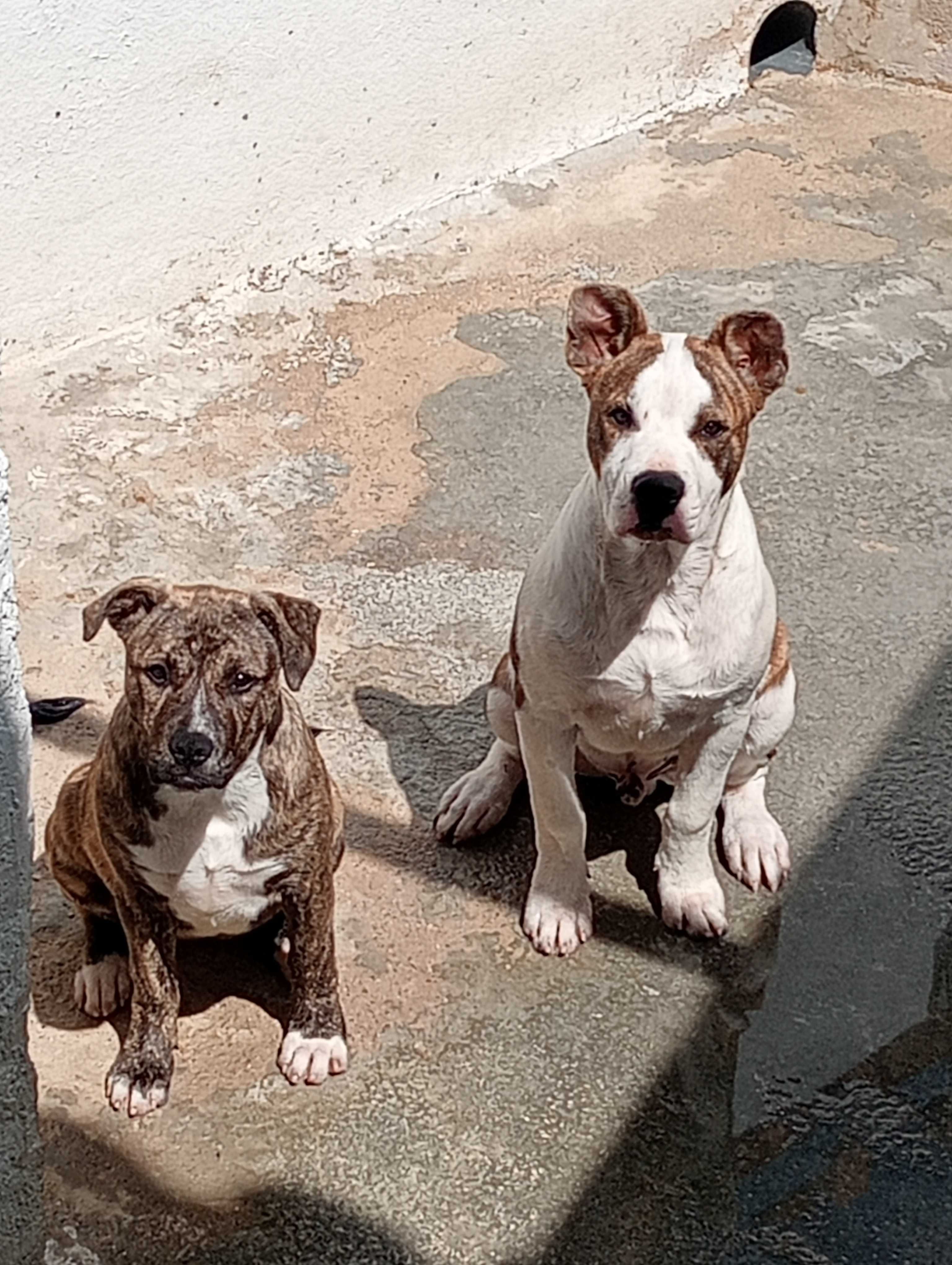 Casal disponível