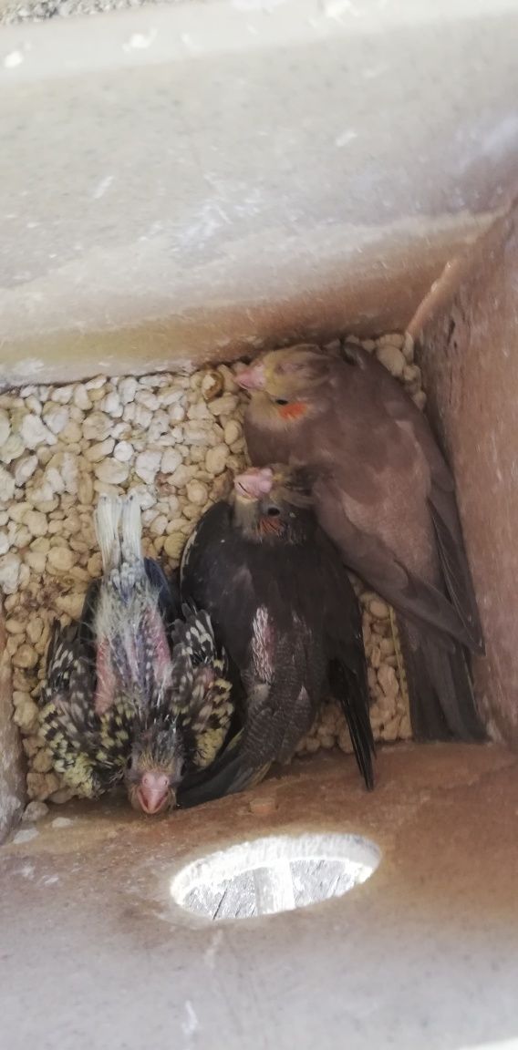 Caturras adultas