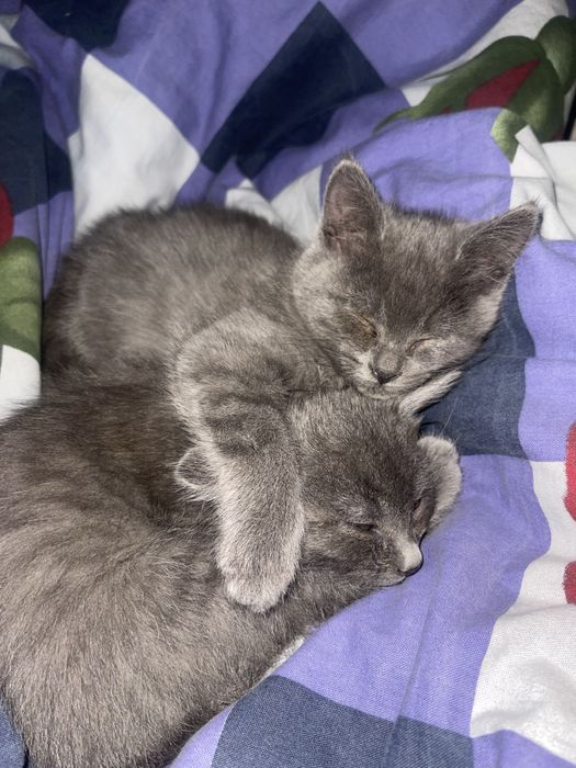 Трое чудових котиків шукають дім