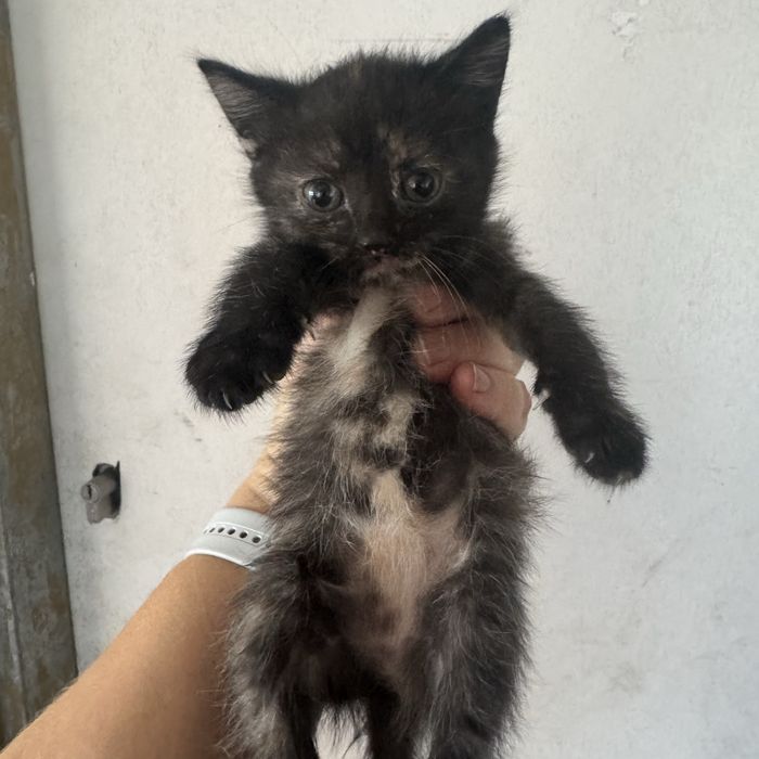 Кошеня дівчинка черепашка в хороші руки трехцветный котенок