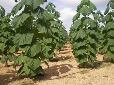 Oxy tree drzewo tlenowe ShanTong Paulownia sadzonki