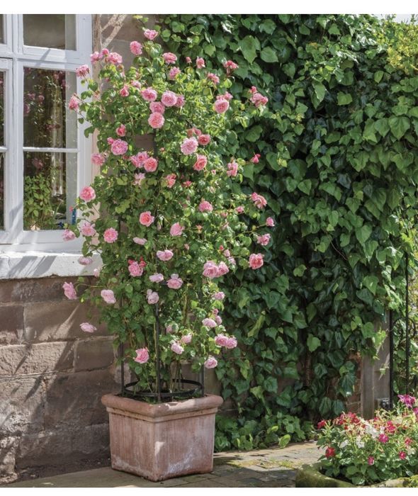 Услуги садовника уборка территории обрезка сада газон хвойные розы